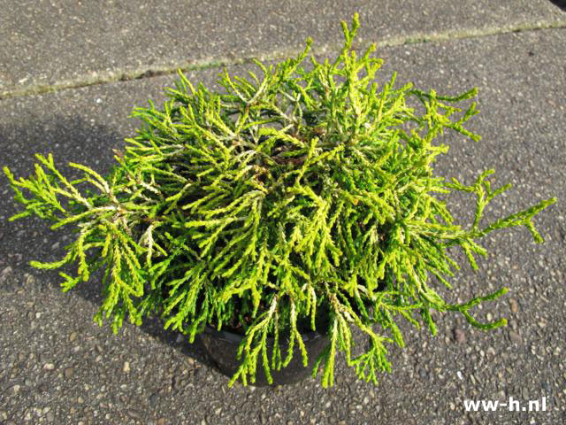 Chamaecyparis obtusa 'Tsatsumi Gold'